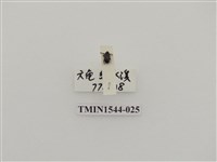 藏品(象鼻蟲科)的圖片